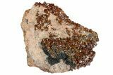 Deep Red Vanadinite Crystal Cluster - Huge Crystals! #178378-2